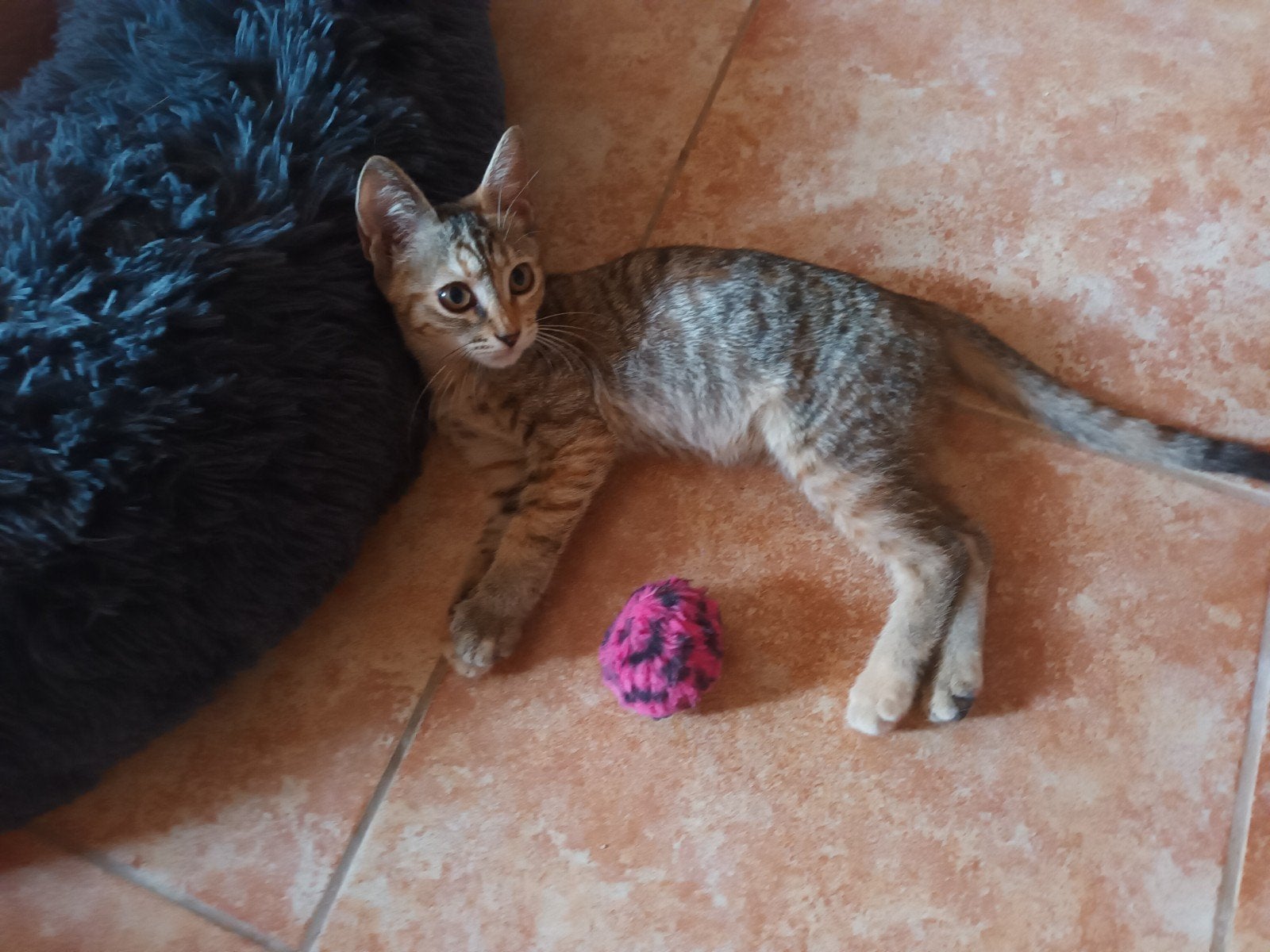 Griekse kittens zoeken een gouden mandje, Poes