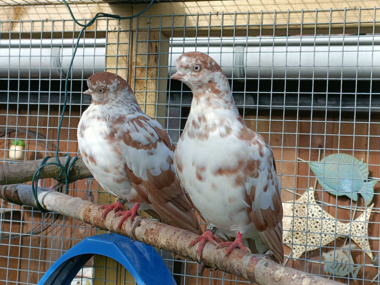 Jonge Portugese tuimelaars, Dieren en Toebehoren, Meerdere dieren, Overige soorten