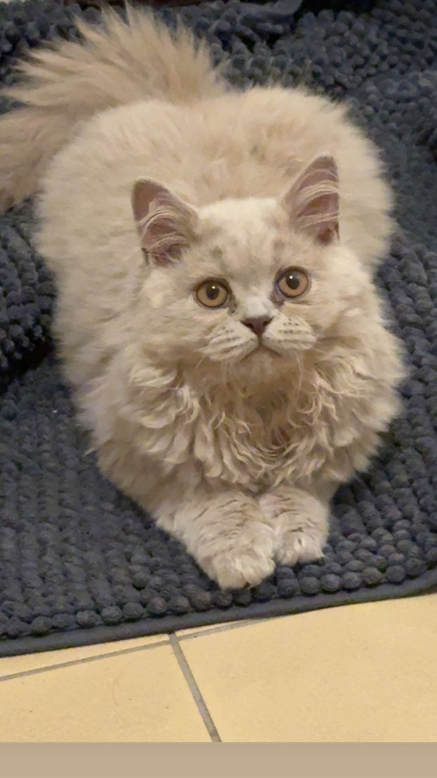 Britse langhaar kitten te koop, Dieren en Toebehoren, Katten en Kittens | Raskatten | Langhaar, Kater