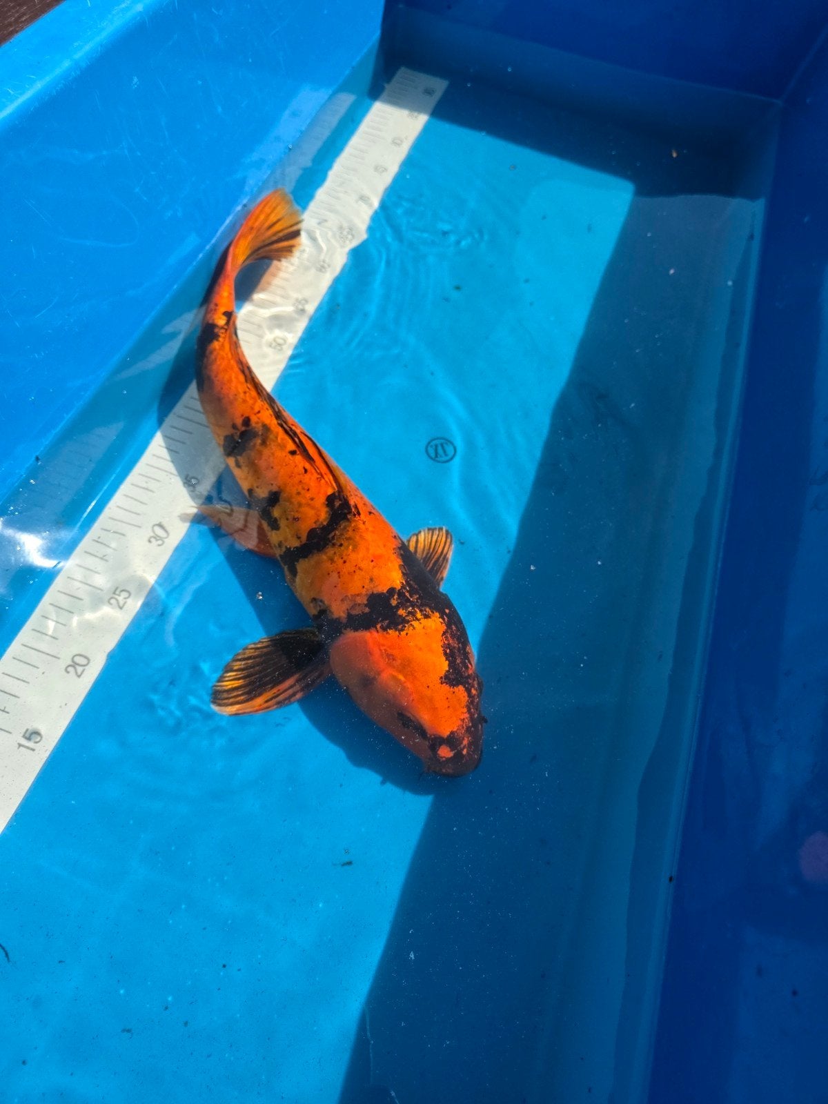 Hi utsuri ca 50 cm, Karper of Koi
