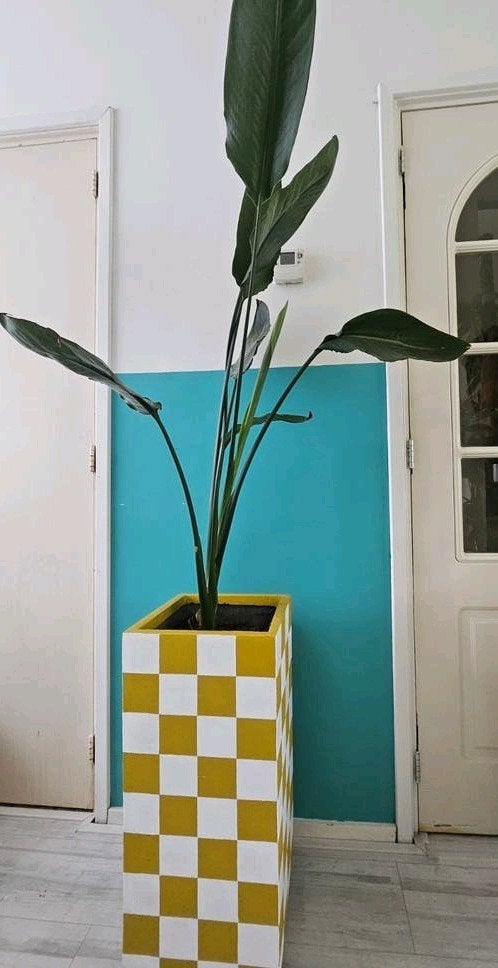 Strelitzia nicolai..!, Ophalen, Halfschaduw, In pot, Bloeiende kamerplant