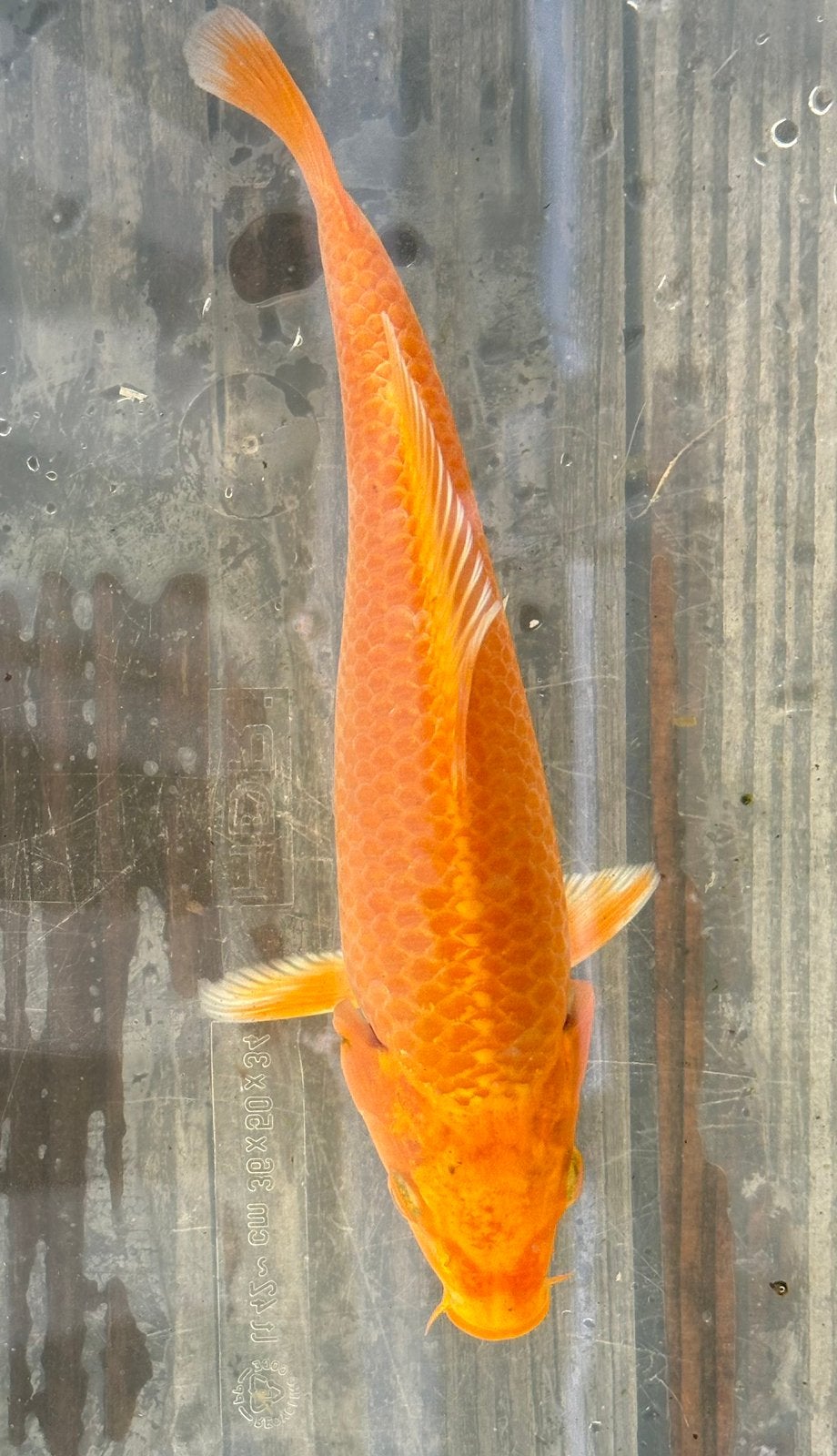 Koi te koop, Karper of Koi