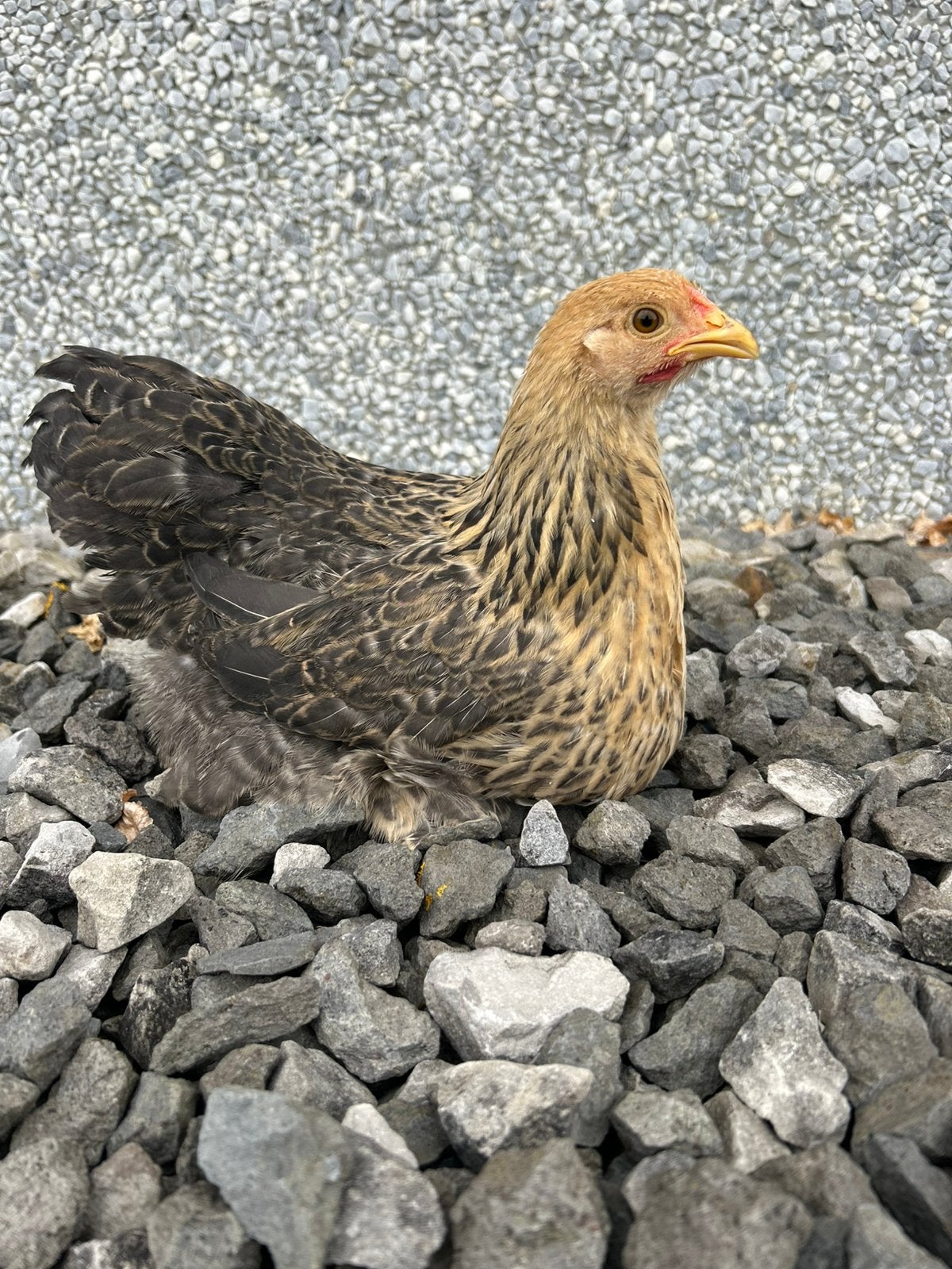Cochin kriel x wyandotte kriel hennen, Dieren en Toebehoren, Pluimvee, Vrouwelijk, Kip