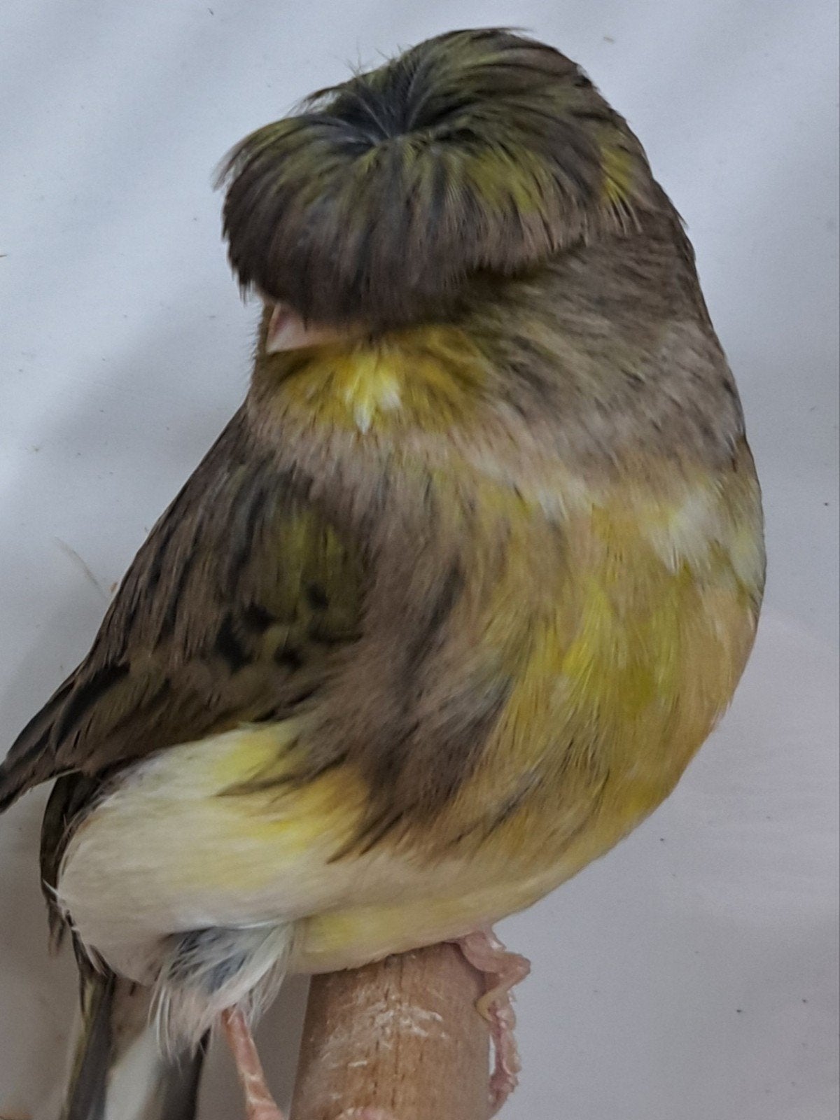 TE KOOP GEVRAAGD 2 JONGE GLADKOP GLOSTER POPPEN, Dieren en Toebehoren