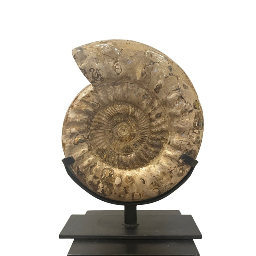 Ammoniet XL op standaard / Ammonite fossil XL, Ophalen of Verzenden, Fossiel
