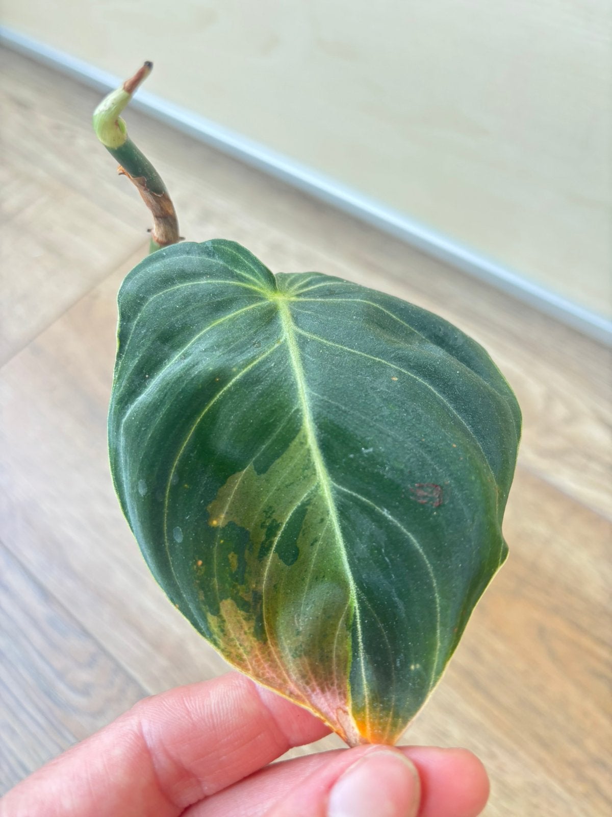 philodendron melanochrysum variegata, Huis en Inrichting, Kamerplanten, Ophalen of Verzenden, Halfschaduw, Minder dan 100 cm