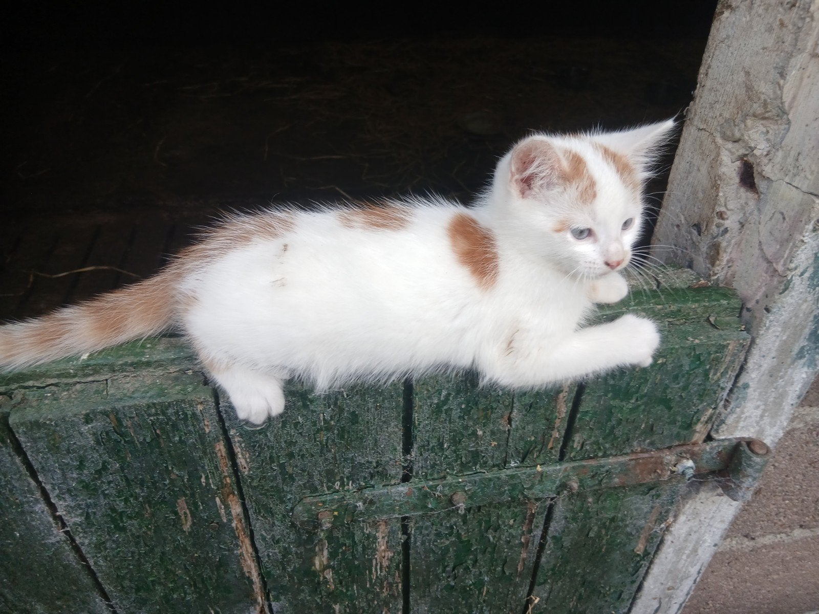 Boerderij kittens, Meerdere dieren
