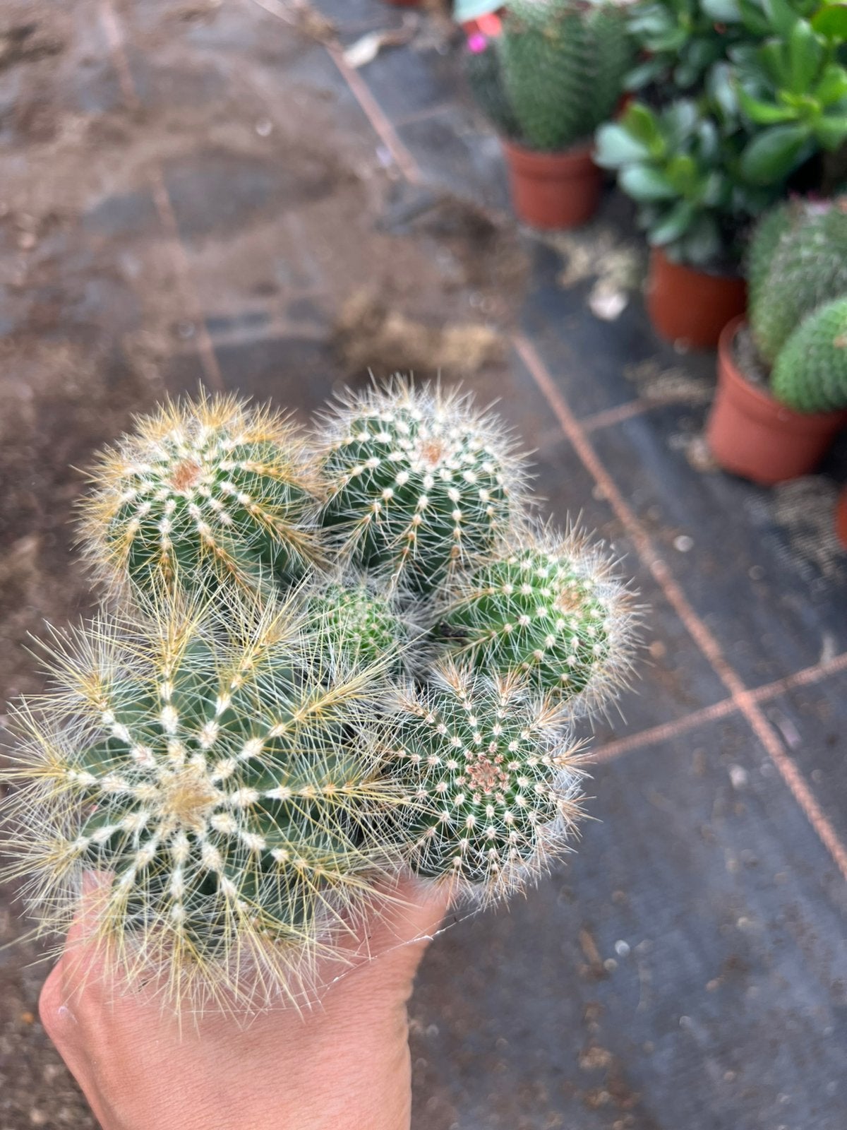 Notoca cactus, Ophalen of Verzenden, Overige soorten, Volle zon