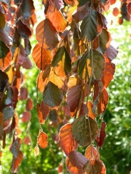 BOOM Fagus sylvatica Purpurea Pendula Rode treurbeuk h-kleur, Ophalen of Verzenden, Lente, Vaste plant, Volle zon