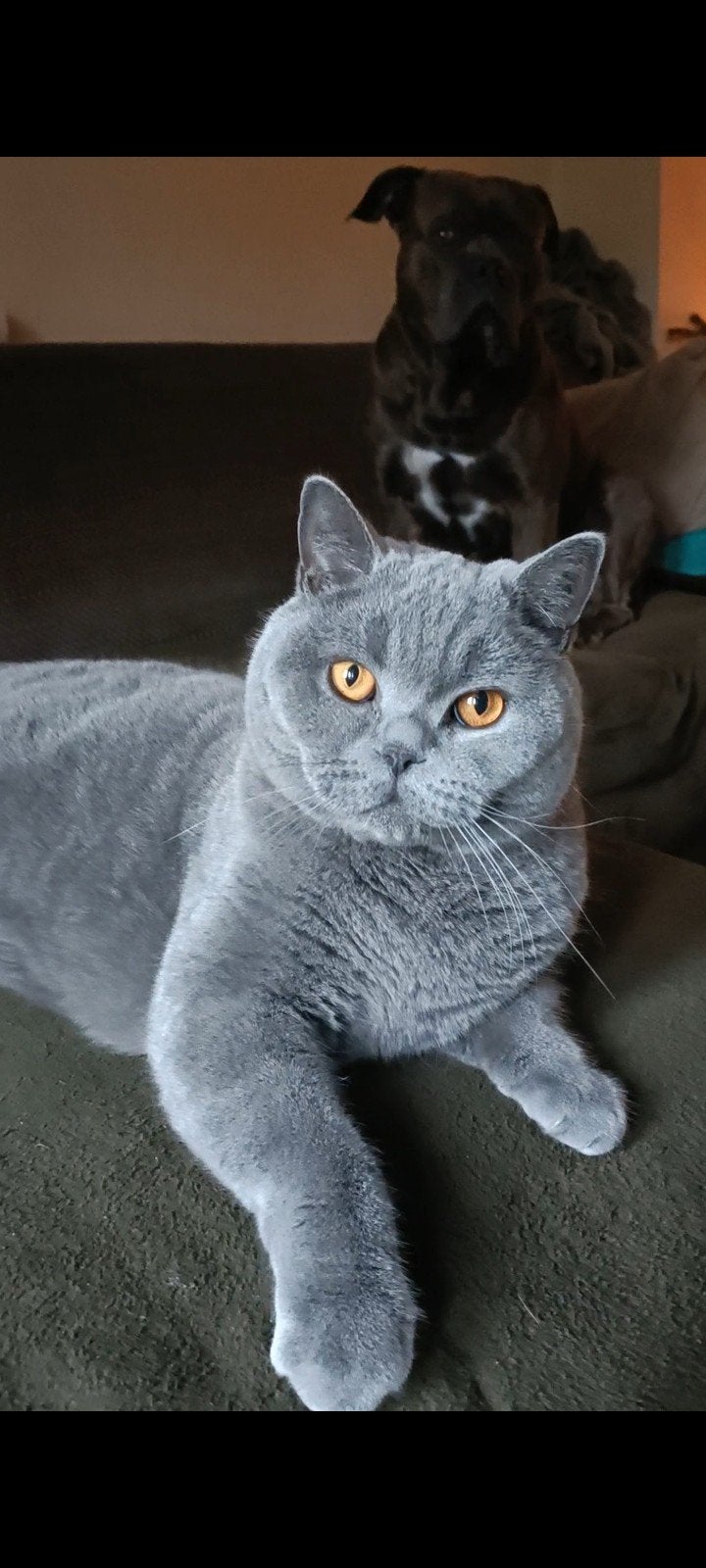 Britse Korthaar vermist, Dieren en Toebehoren, Kat