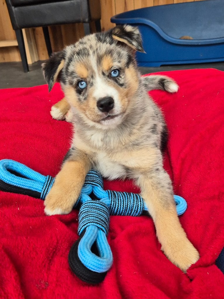 MINI Australian shepherd pup reutje, Dieren en Toebehoren, Nederland, Parvo, 8 tot 15 weken, Meerdere
