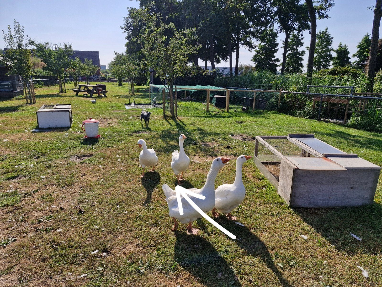 2 witte ganzen, Dieren en Toebehoren, Pluimvee, Meerdere dieren, Gans of Zwaan