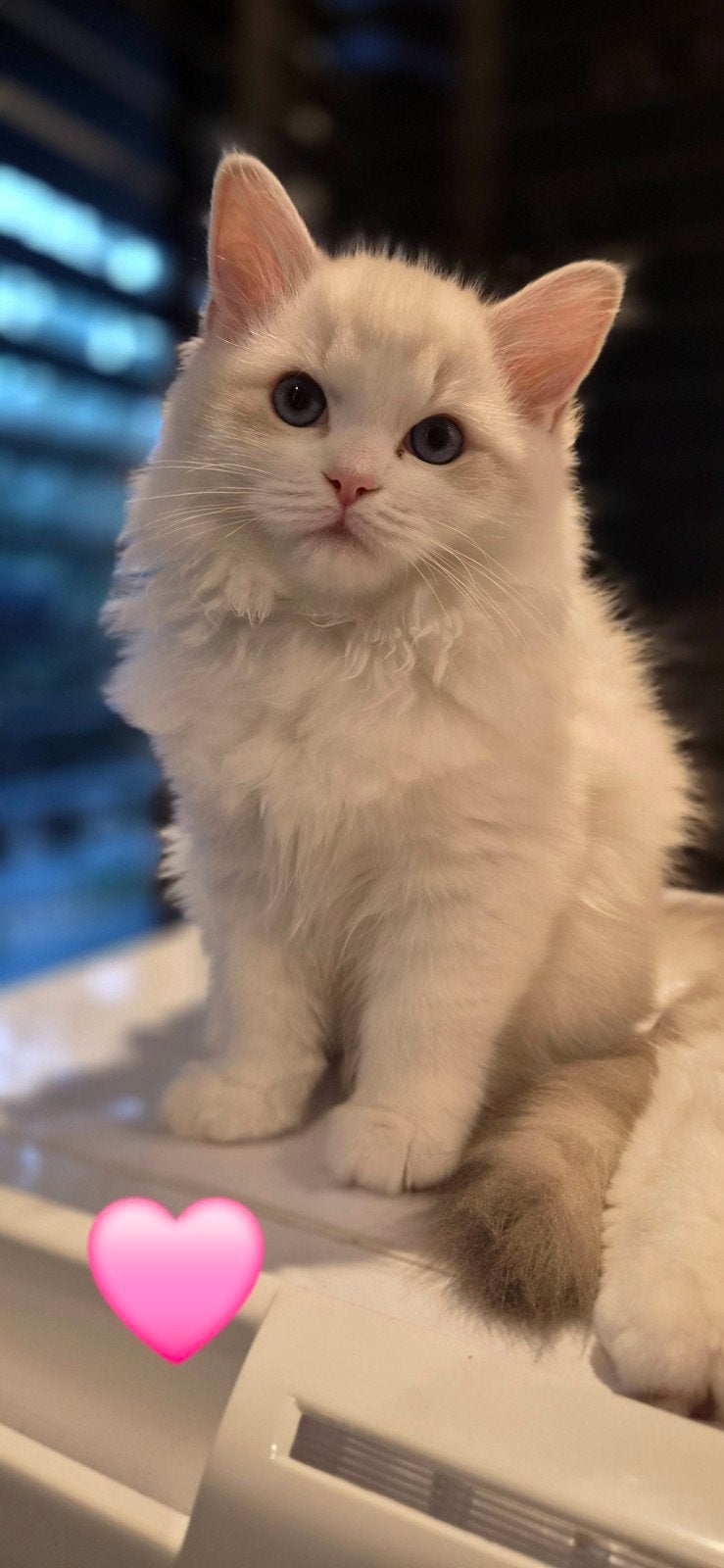 Mooie Ragdoll / Siberische kittens aangeboden, Meerdere dieren, Langharig, 0 tot 2 jaar