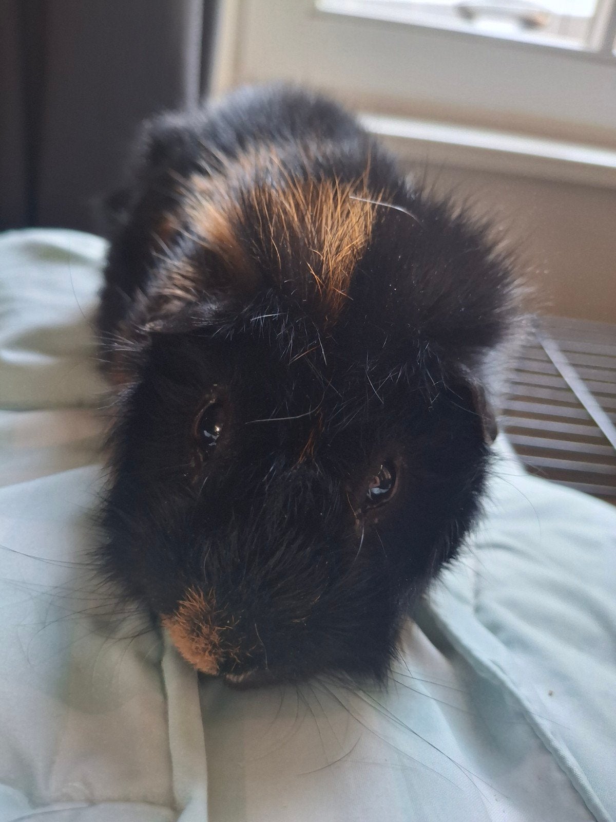 cavia beertje 3 jaar oud, April, Mannelijk, Cavia