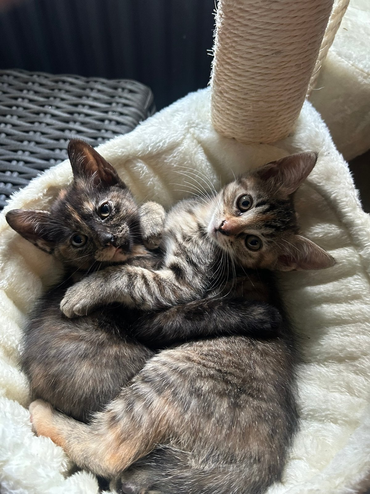 Poesjes op zoek naar gouden mandje kruising Noorse Boskat️, Dieren en Toebehoren, Poes, Langharig, 0 tot 2 jaar