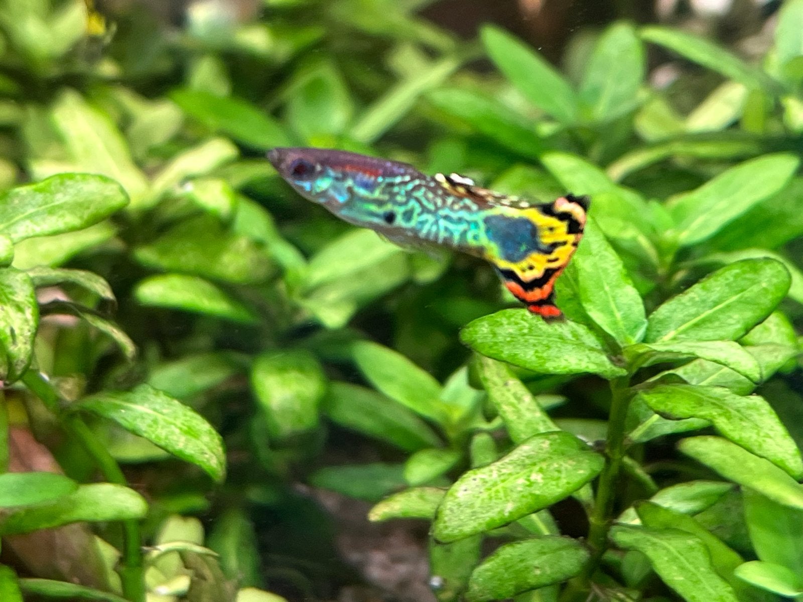 3 paar jonge guppy’s, Vis, Zoetwatervis