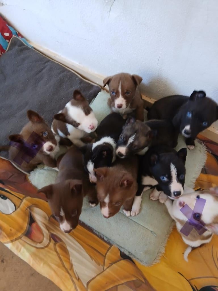 Mooie puppy's te koop, Dieren en Toebehoren, Honden | Niet-rashonden, 8 tot 15 weken, Meerdere, Meerdere dieren, Nederland