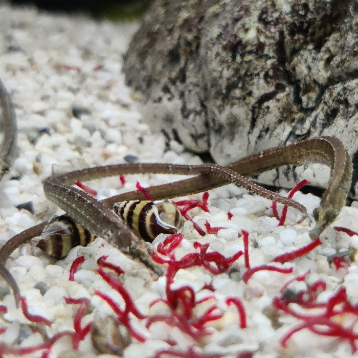 Doryichtys martensi, Vis