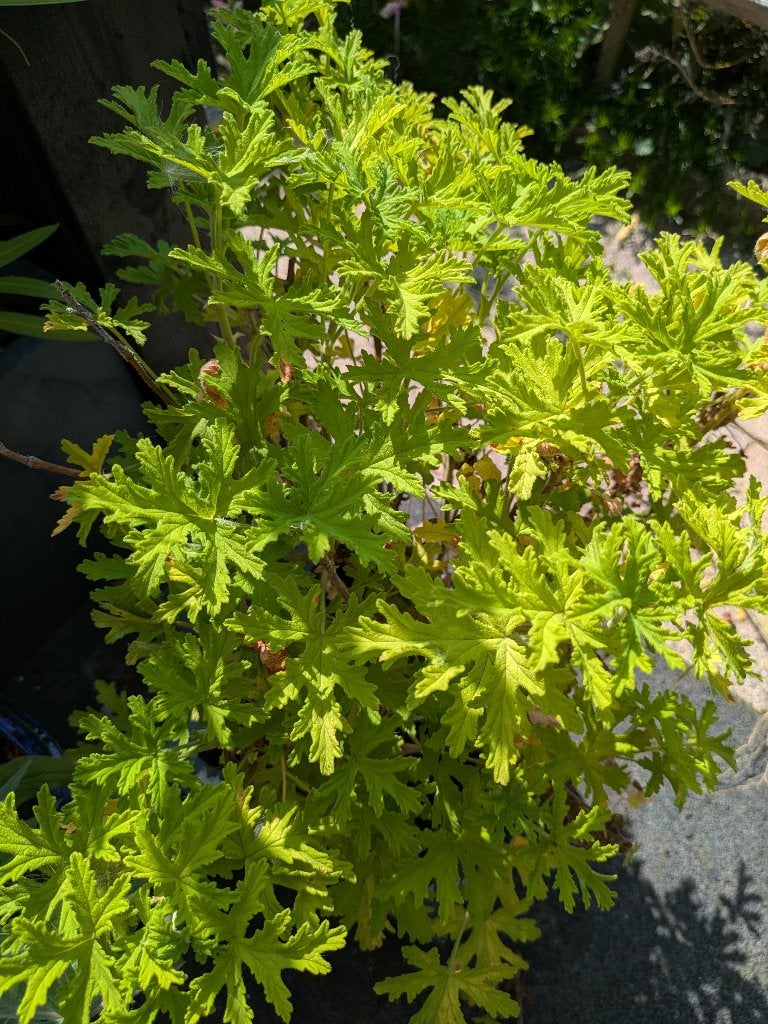 Citroen Geranium stekjes en plantjes - perfect tegen muggen!, Ophalen of Verzenden, Halfschaduw, Minder dan 100 cm
