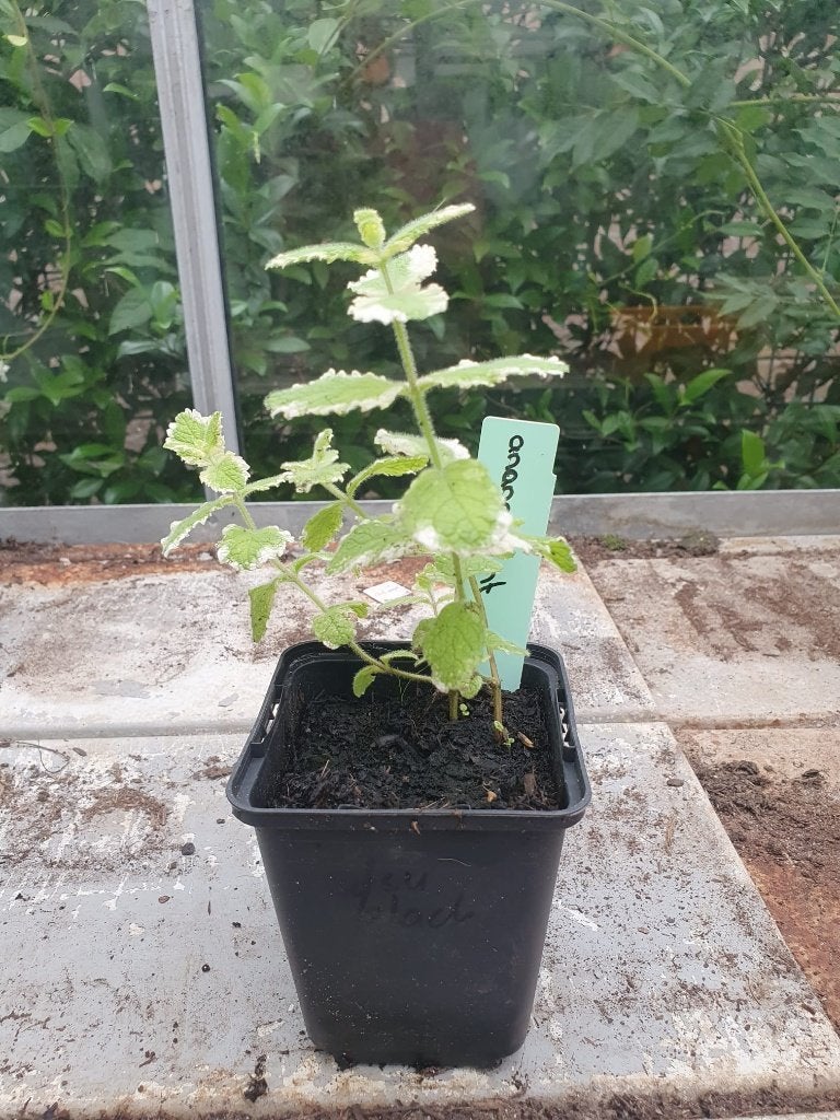 ananasmunt, Tuin en Terras, Ophalen, Volle zon, Vaste plant, Bloeit niet