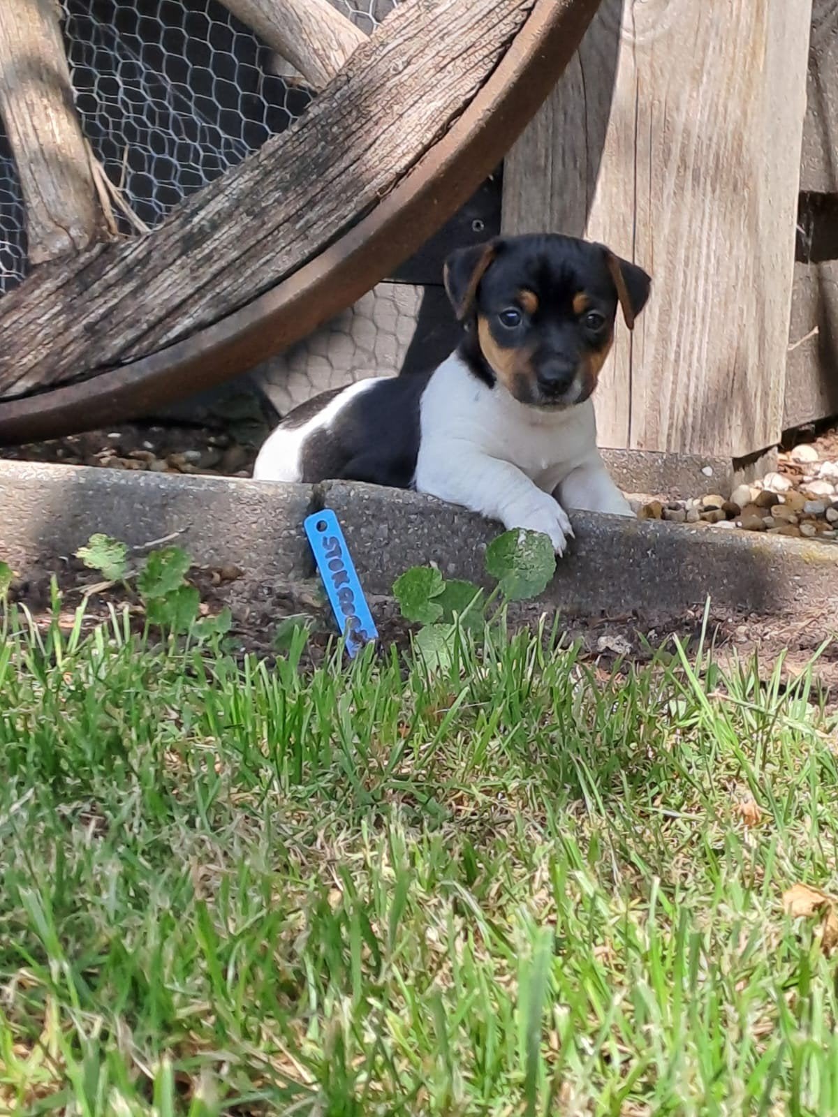 Te koop Jack Russel pups, Jack Russell Terriër, 8 tot 15 weken, Meerdere, Meerdere dieren