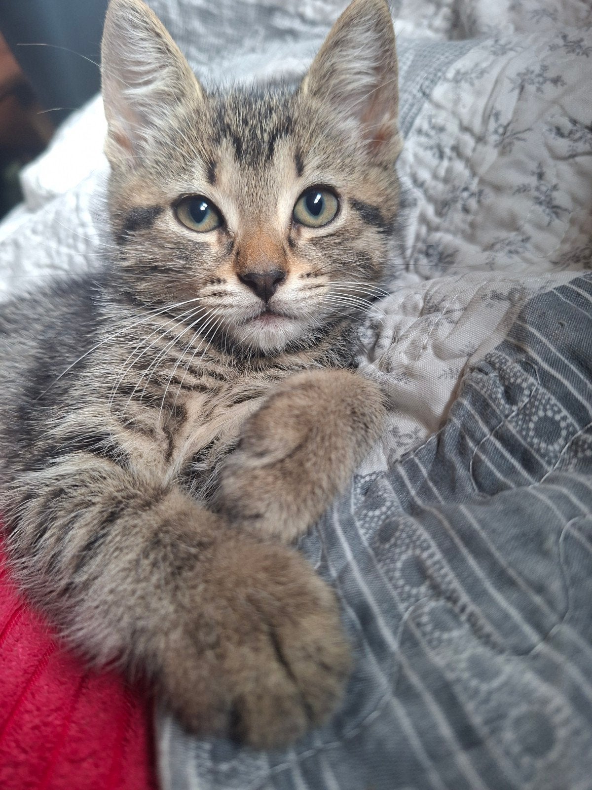 Lieve kitten ,kater geboren 23 mei, Dieren en Toebehoren, Katten en Kittens | Raskatten | Langhaar, Meerdere dieren, Ontwormd