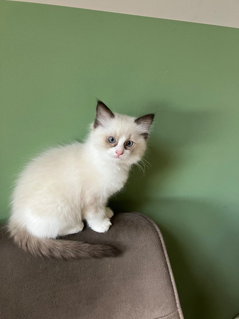 Prachtige Ragdoll kittens met stamboom, Meerdere dieren, Met stamboom, 0 tot 2 jaar