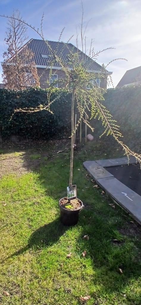 Dwergmispel boom, Tuin en Terras, Ophalen of Verzenden