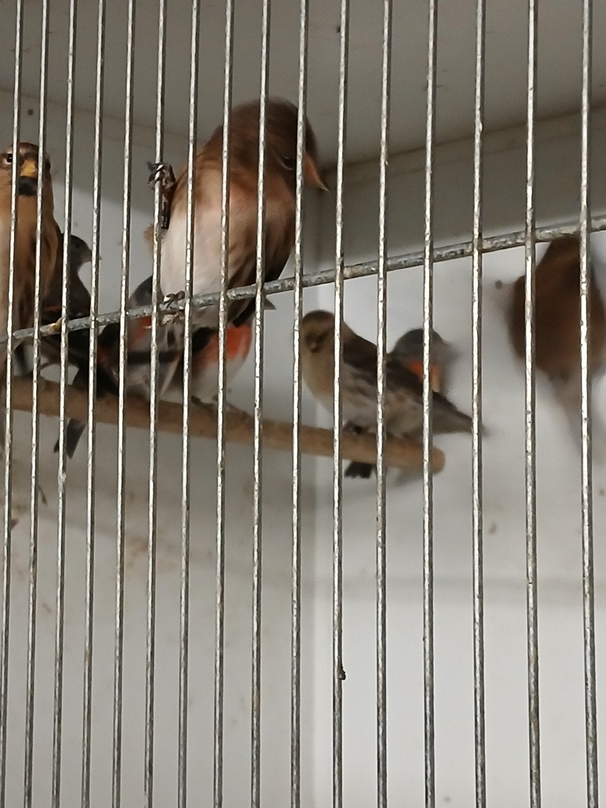 Kapoetsensijs  barmsijzen, Meerdere dieren, Kleurkanarie