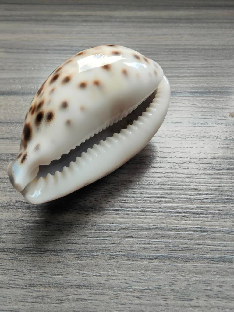 Tijgerschelp / Cypraea Tigris, Ophalen of Verzenden