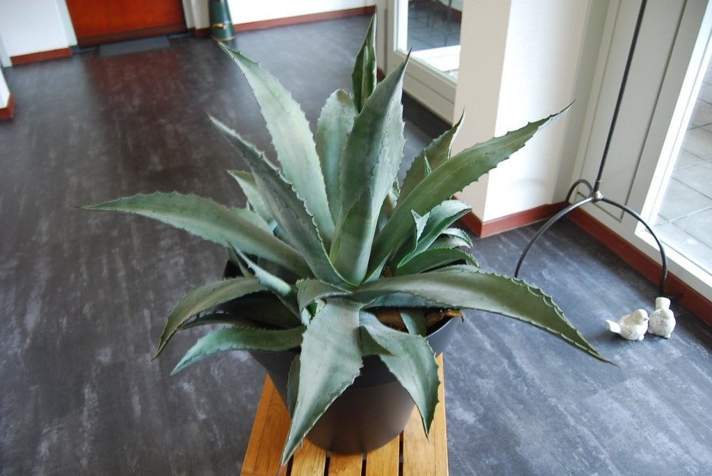 Prachtige Agave., Volle zon, Vaste plant, Bloeit niet, Ophalen