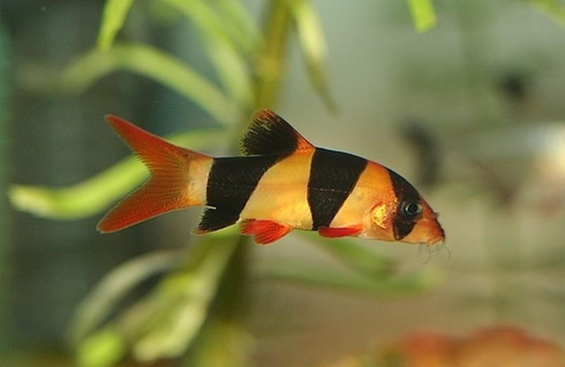 clown botia, Vis, Zoetwatervis, Schoolvis