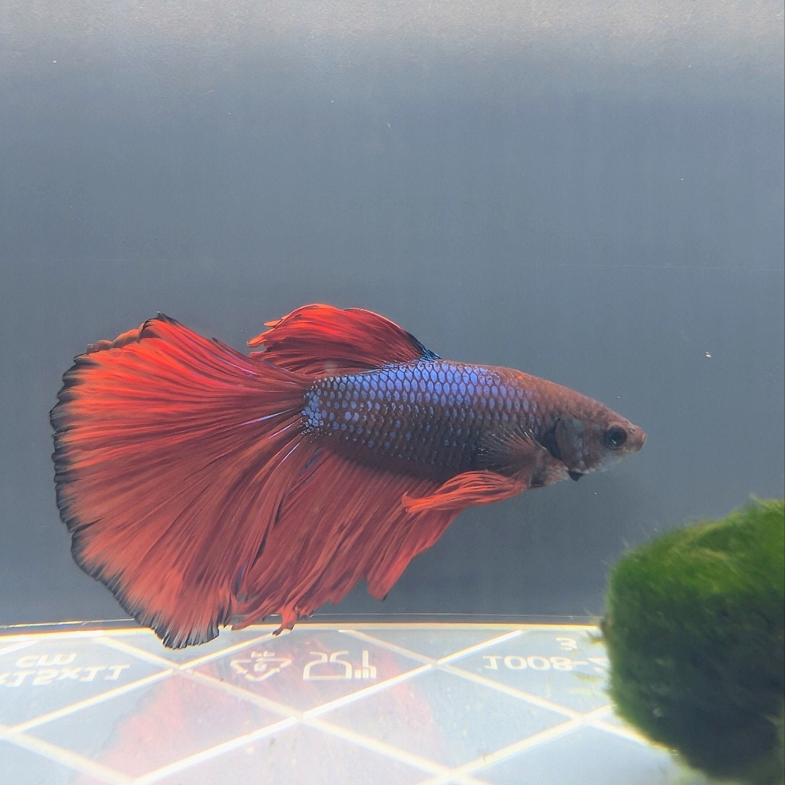 Betta / Kempvis mannen, Dieren en Toebehoren, Vissen | Aquariumvissen, Vis, Zoetwatervis