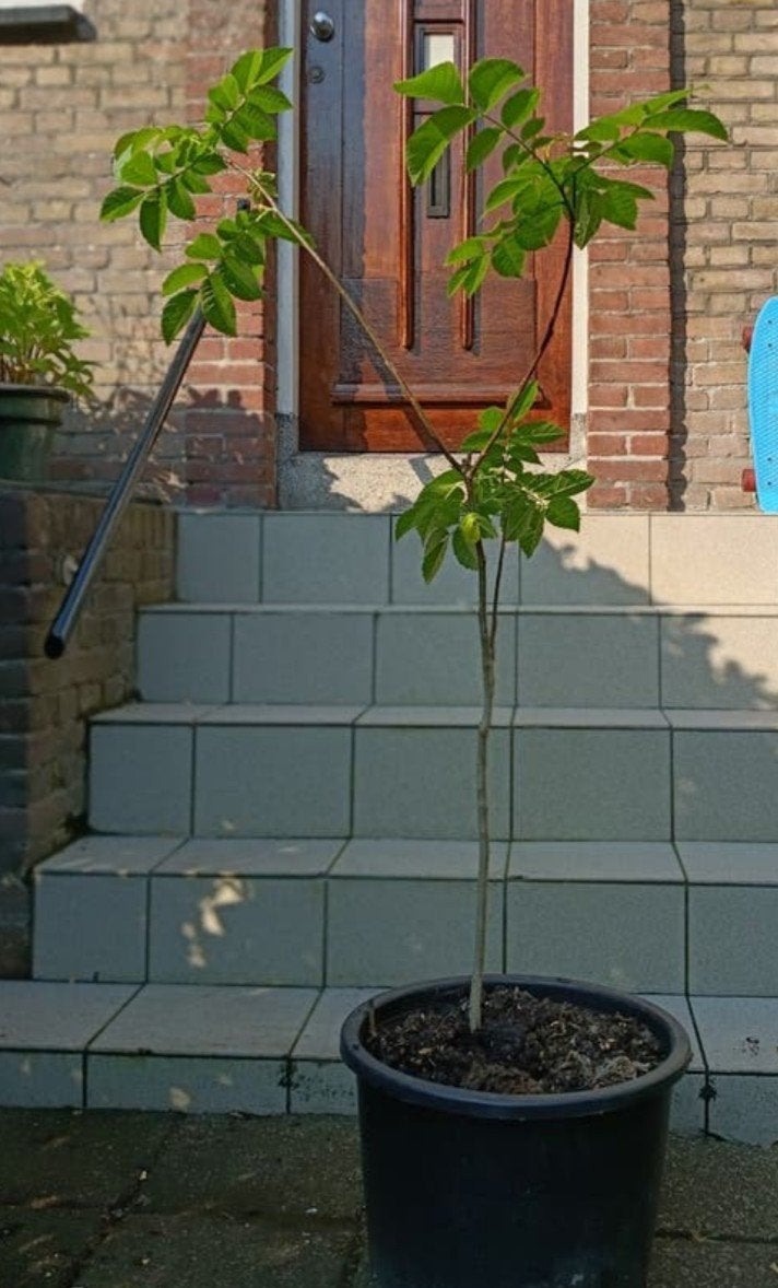 Gezonde Walnotenboom - 140 cm hoog, Ophalen of Verzenden
