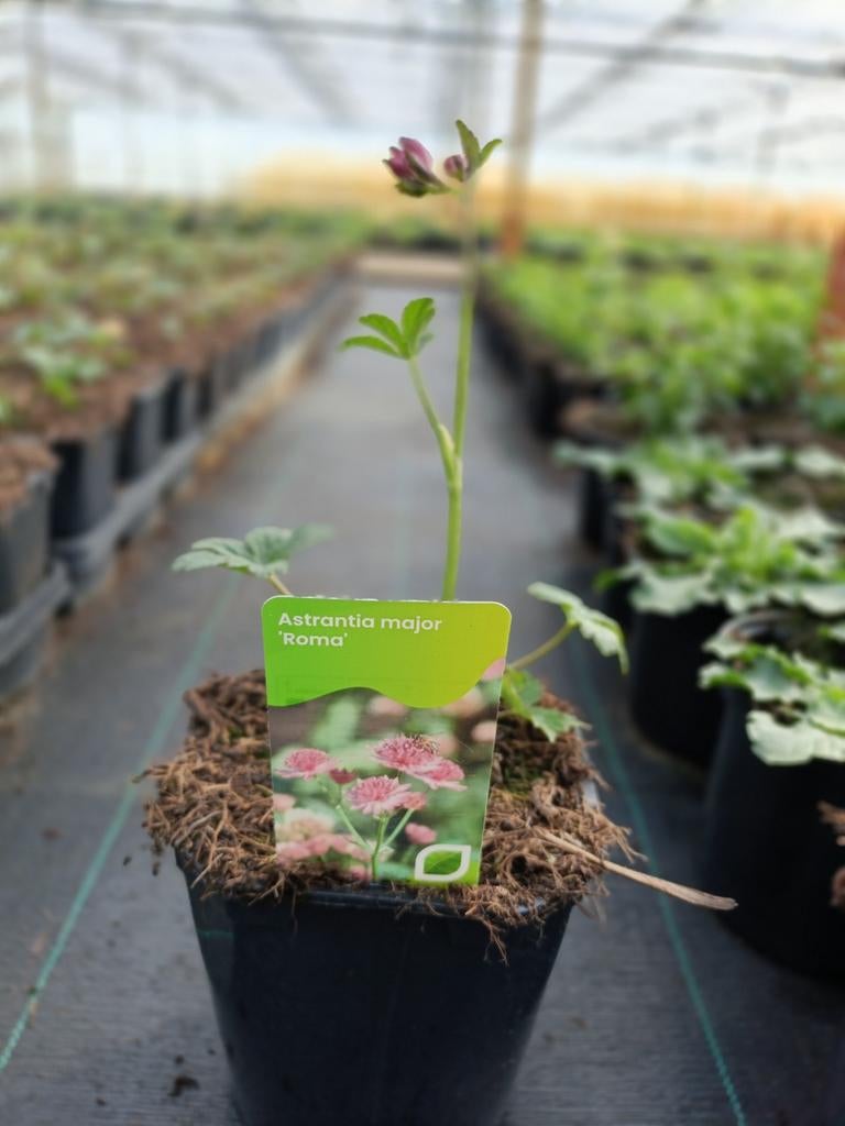 Astrantia major Roma 2 liter en P9, Ophalen, Vaste plant, Overige soorten, Volle zon