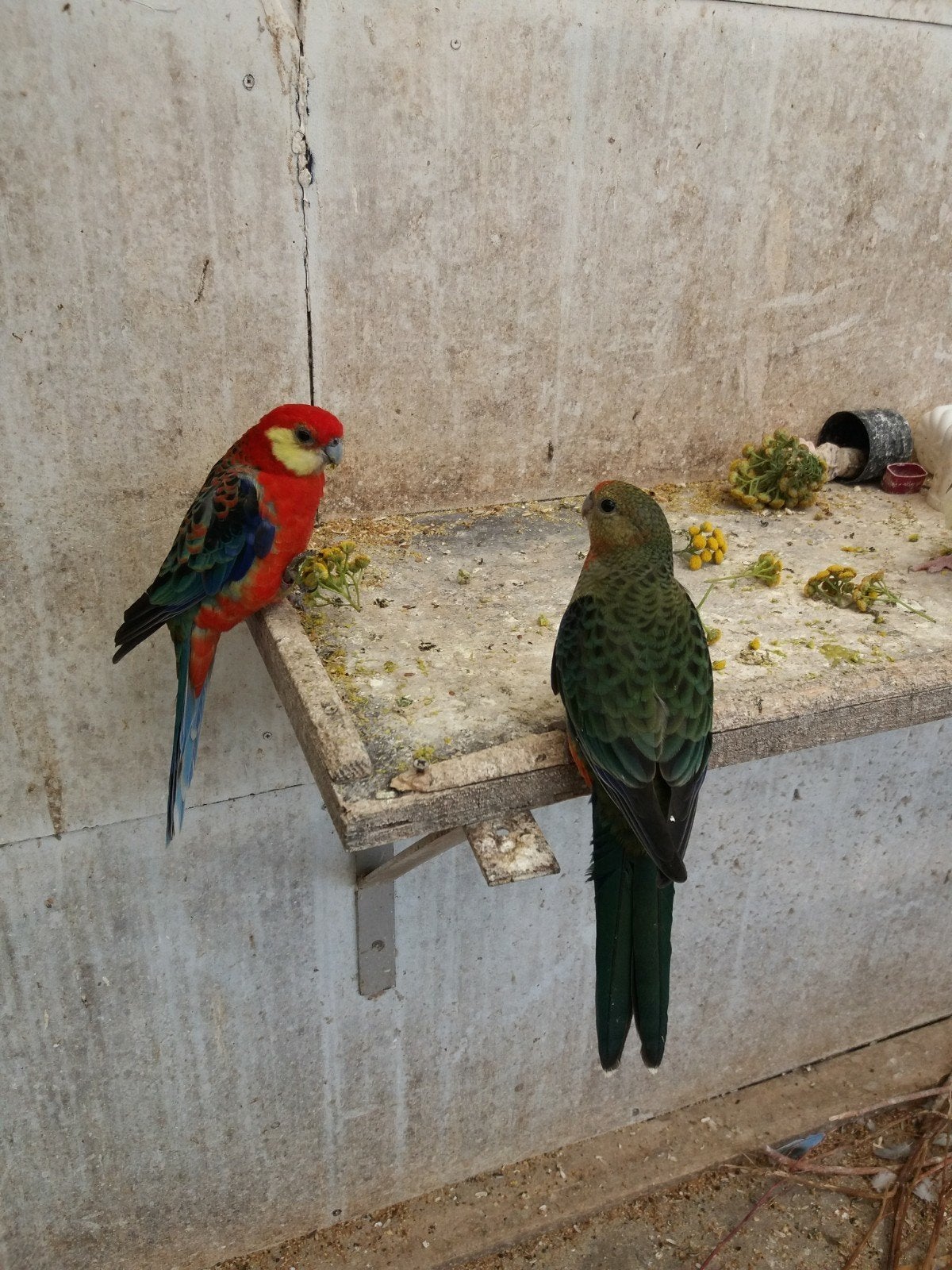 Stanley rosella pop te koop.!, Dieren en Toebehoren, Vogels | Parkieten en Papegaaien, Vrouwelijk, Parkiet, Tam
