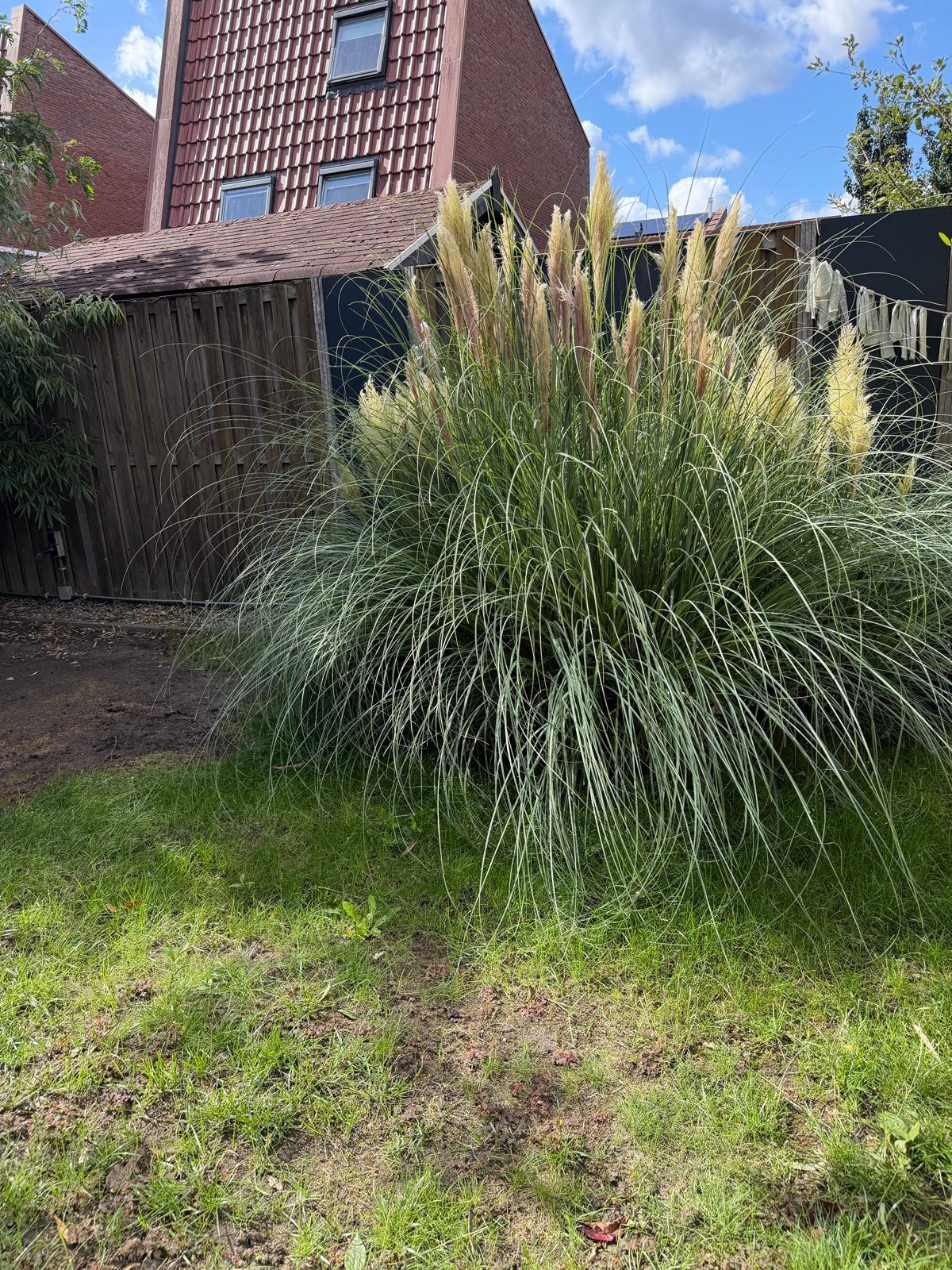 Grote Pampasgras (3 planten) - 2,5m doorsnede, 2,30m hoog, Ophalen, Vaste plant, Siergrassen, Volle zon