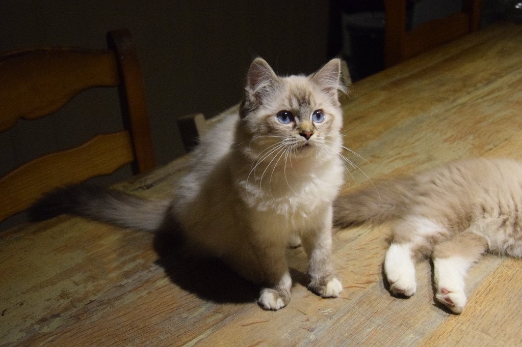 Ragdoll kittens met stamboom, Dieren en Toebehoren, Meerdere dieren, Met stamboom, 0 tot 2 jaar