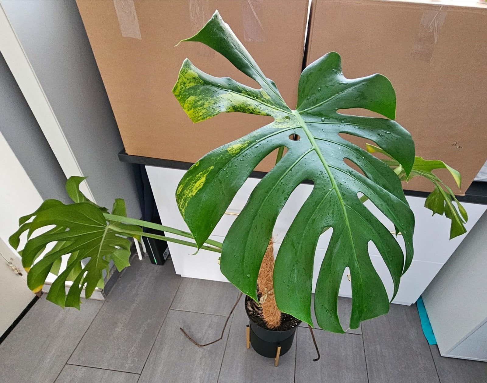 Monstera Aurea - Prachtige Gevlekte Kamerplant, Vaste plant, Bloeit niet, Halfschaduw, Ophalen