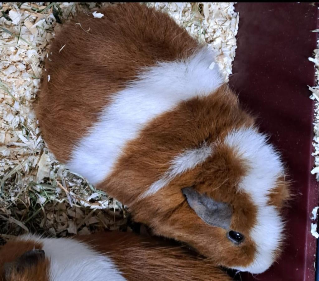 Cavia zeugje [2], Dieren en Toebehoren, Cavia, Juni, Vrouwelijk, Tam
