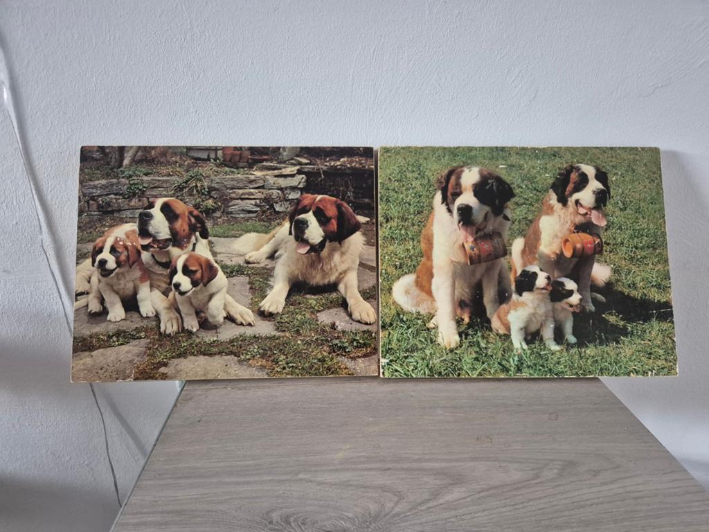 2 sint bernard foto's op hout, 30 cm, 24 cm, Hout, Ophalen of Verzenden