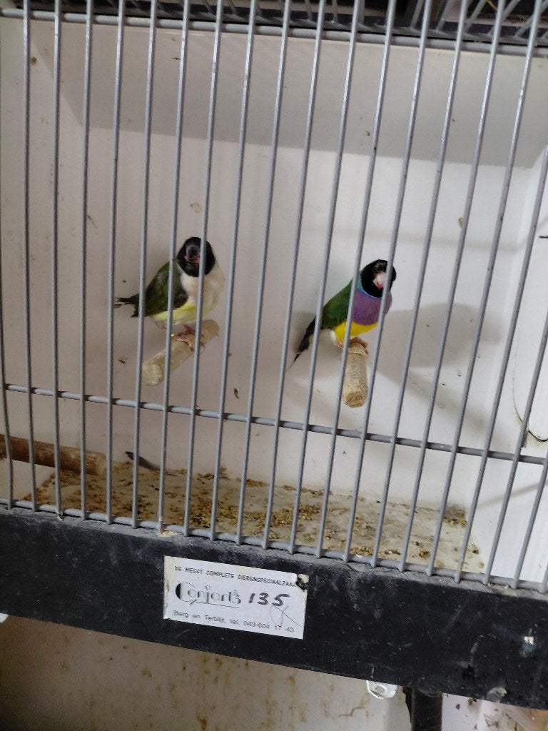 Gouldamadines, Meerdere dieren, Tropenvogel