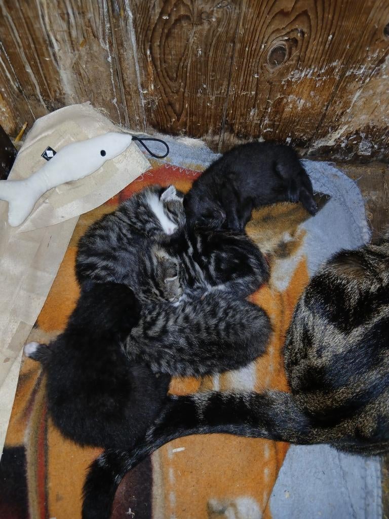Boerderijkittens, Dieren en Toebehoren, Katten en Kittens | Overige Katten, Meerdere dieren, Kortharig, 0 tot 2 jaar