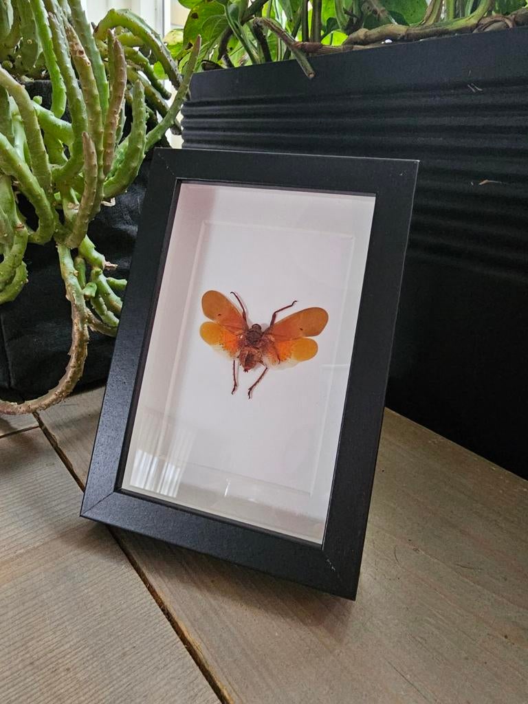 Insect in lijst - Scamandra sanguiflua, Ophalen of Verzenden, Minder dan 50 cm, Minder dan 50 cm