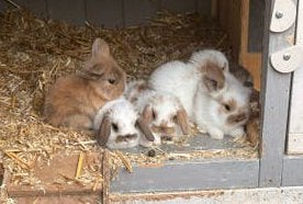 Baby hangoordwerg konijntjes, Dieren en Toebehoren, Konijnen, Meerdere dieren, Dwerg