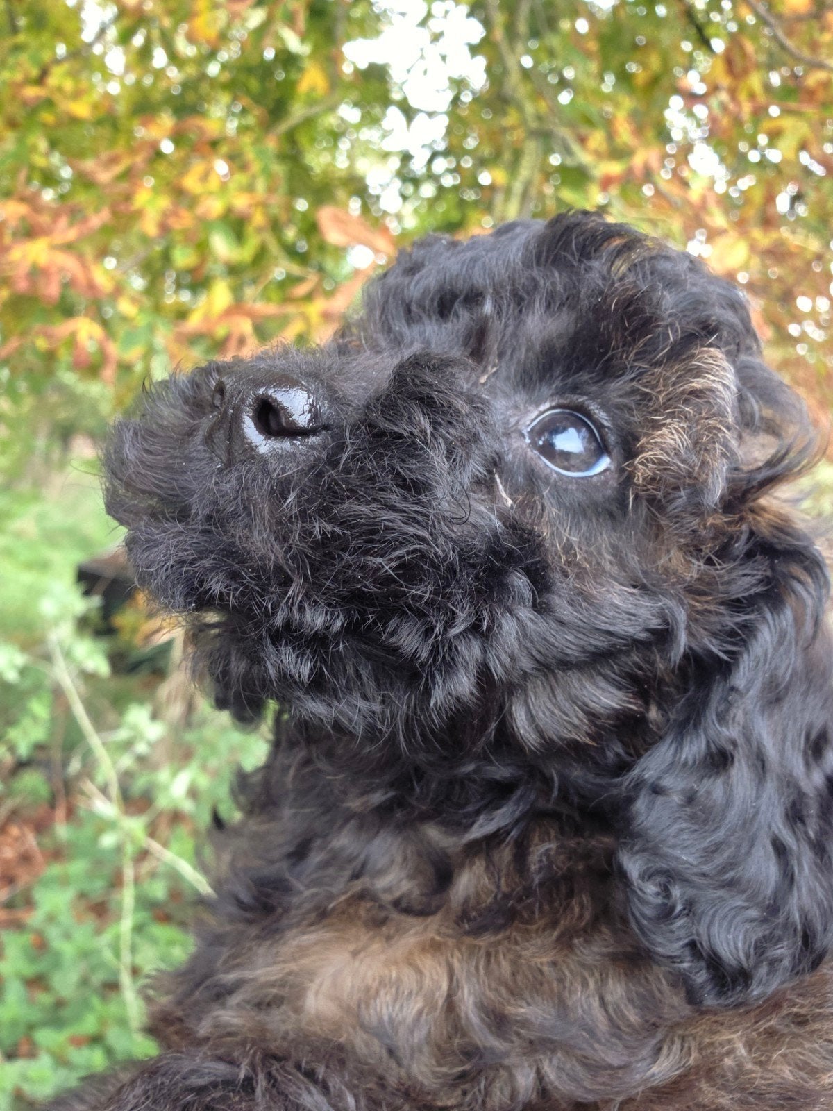 leuke, gevlamde toypoedel pups, Poedel, 8 tot 15 weken, CDV (hondenziekte), Meerdere