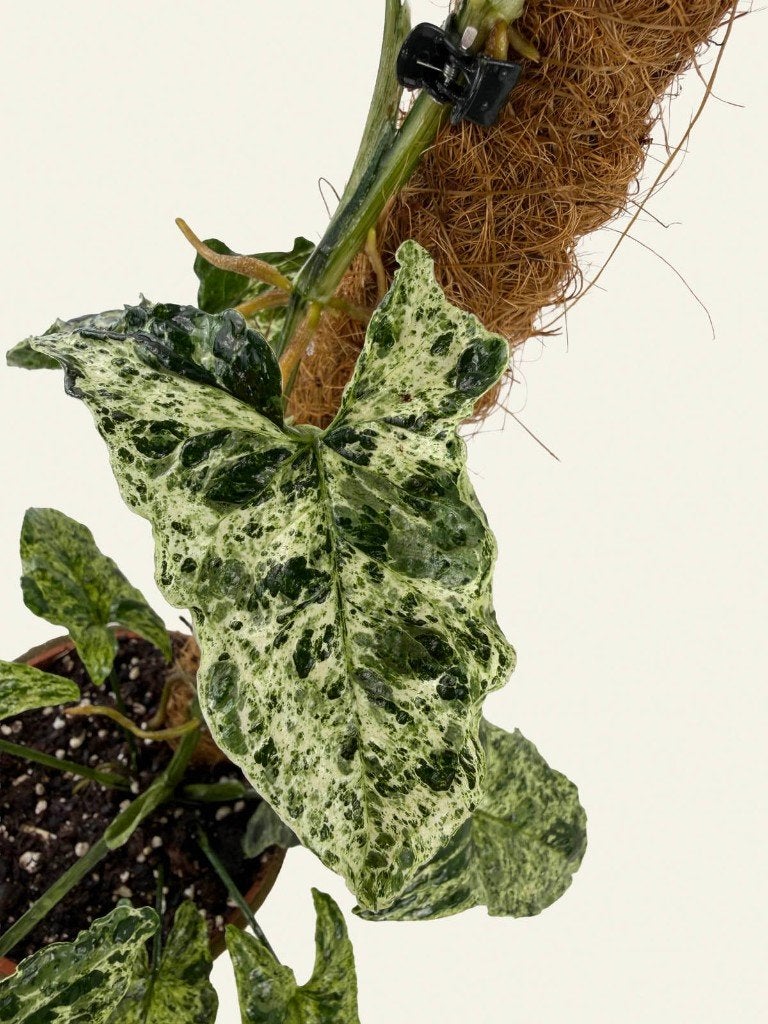 Syngonium Mottled Mojito, Ophalen of Verzenden, Halfschaduw, Minder dan 100 cm