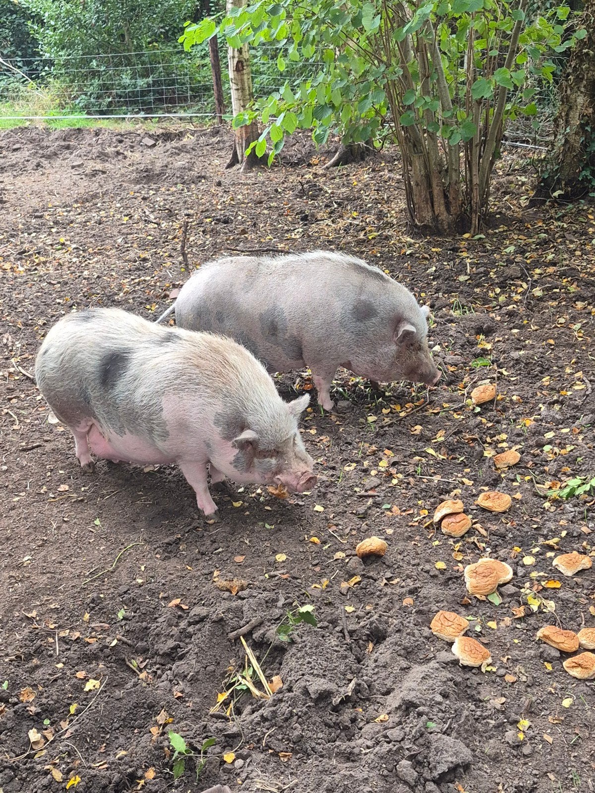 2 hobby varkens  gratis, Dieren en Toebehoren