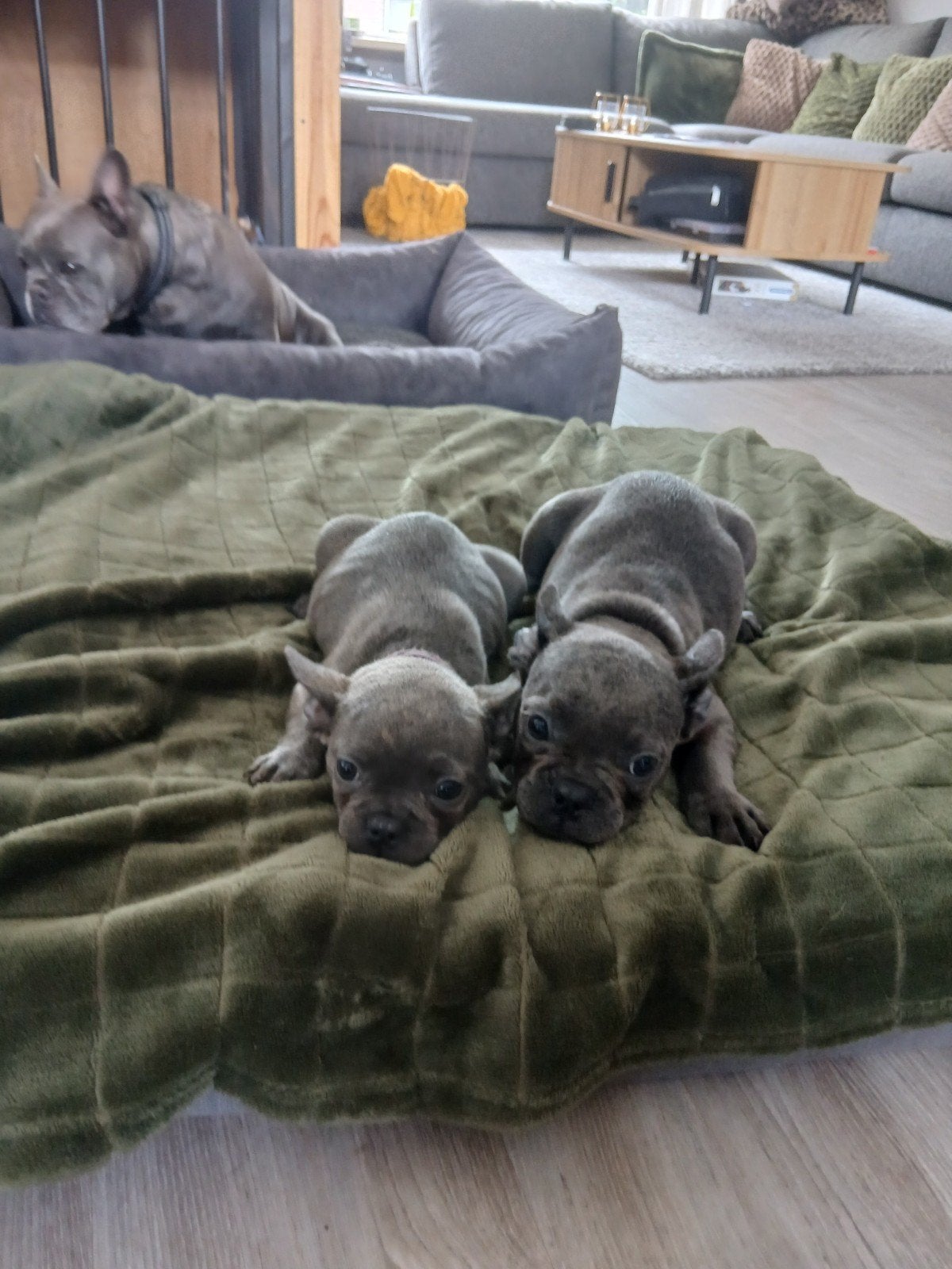 Prachtige Franse bulldog pups, Dieren en Toebehoren, Honden | Bulldogs, Pinschers en Molossers, Parvo, 8 tot 15 weken, Bulldog