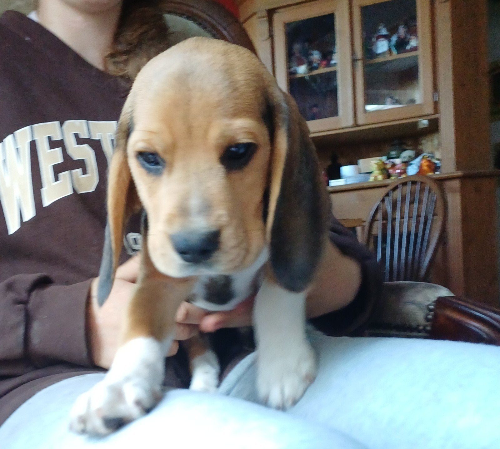 Truus met haar puppys, 4 reutjes 3 teefjes, CDV (hondenziekte), 8 tot 15 weken, Meerdere, Meerdere dieren